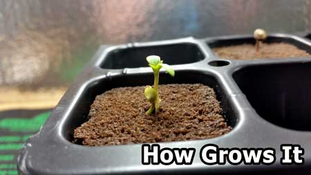 Example of "twin" cannabis plants (two seedlings from just one marijuana seed)