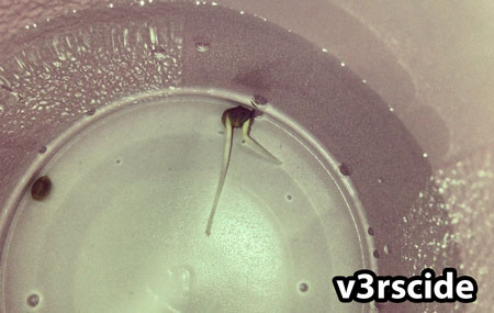 Twin seed sprouted and has 2 roots