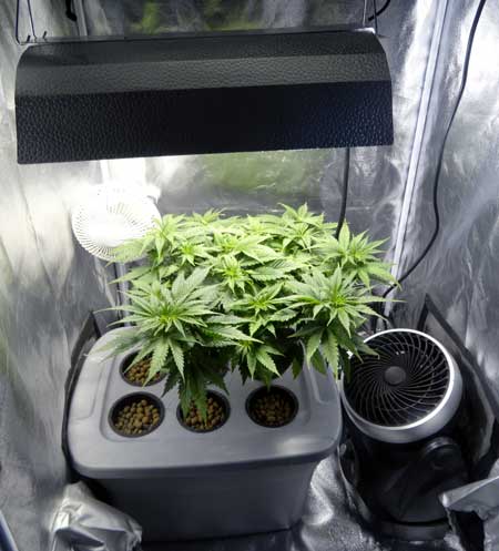 Vegetative marijuana plants growing under a 250W HPS in a DWC setup - there's only room for one reservoir in this grow tent