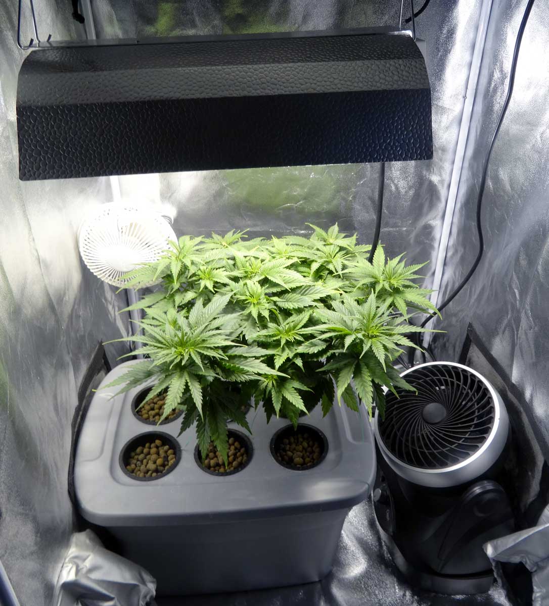 https://www.growweedeasy.com/wp-content/uploads/2016/05/vegetative-cannabis-plant-dwc-under-250w-hps.jpg