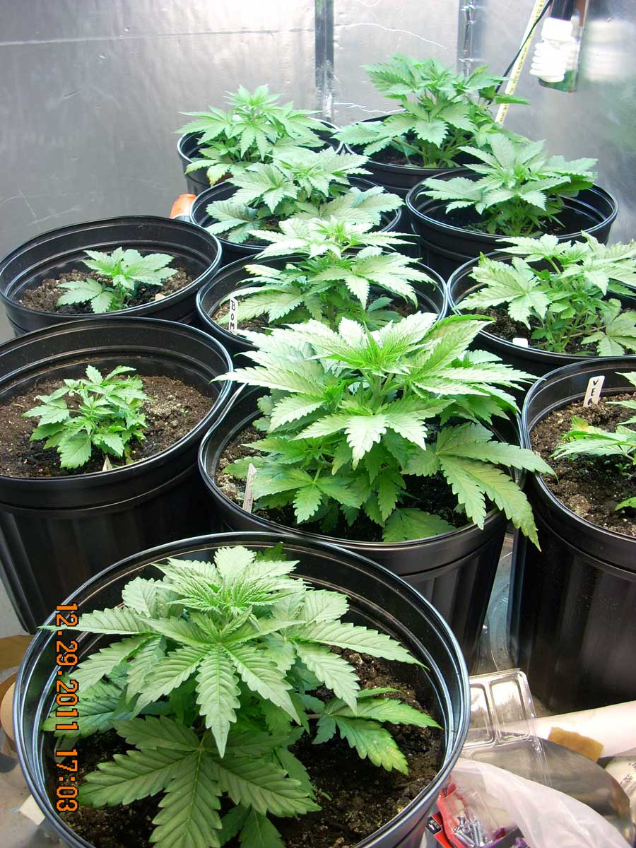 https://www.growweedeasy.com/wp-content/uploads/2016/05/young-vegetative-marijuana-plants.jpg