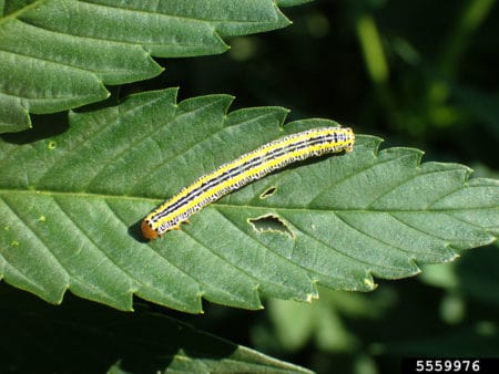Example of zebra caterpillar damage on a cannabis leaf