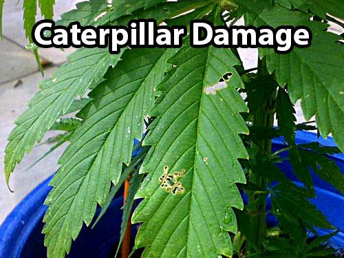 Caterpillars and inch worms can leave holes in your cannabis leaves