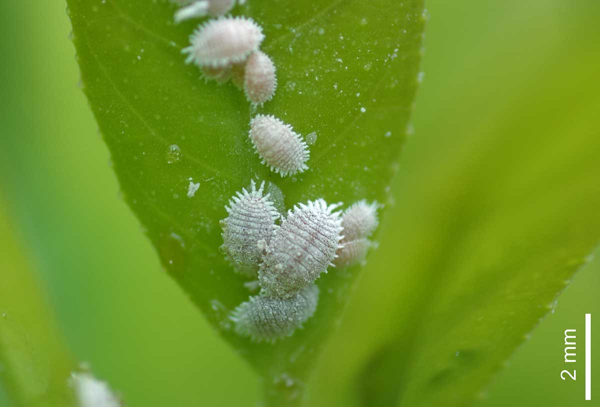 How to Get Rid of Mealybugs Grow Weed Easy