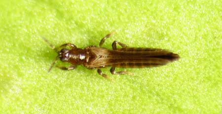 Dark thrip adult - closeup on a marijuana leaf