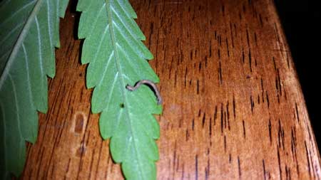 Cabbage looper crawling on a marijuana leaf