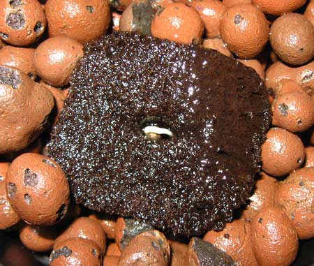 This cannabis seedling sprouted with the tap root facing up, above the Rapid Rooter starter cube. Luckily, it will right itself in a few hours