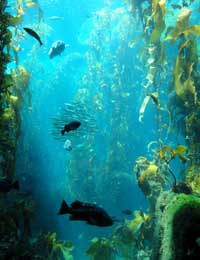 Example of a kelp forest - did you know that seaweed (kelp) can actually be used to help sooth stressed cannabis plants?