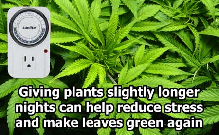 Giving cannabis plants slightly longer night periods can help them recover more quickly from stress and get green and healthy again!