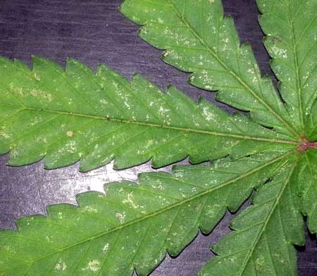 Closeup of a marijuana leaf with thrip damage - slimy looking spots on the leaves aren't caused by slugs or snails