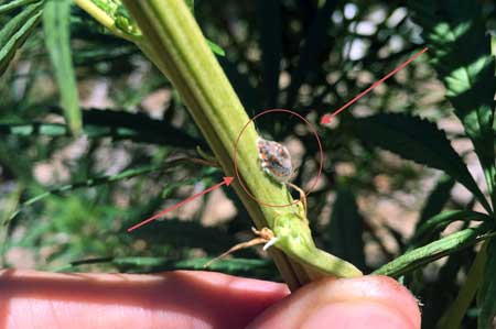 Example of a scale insect (barnacle) on a marijuana plant