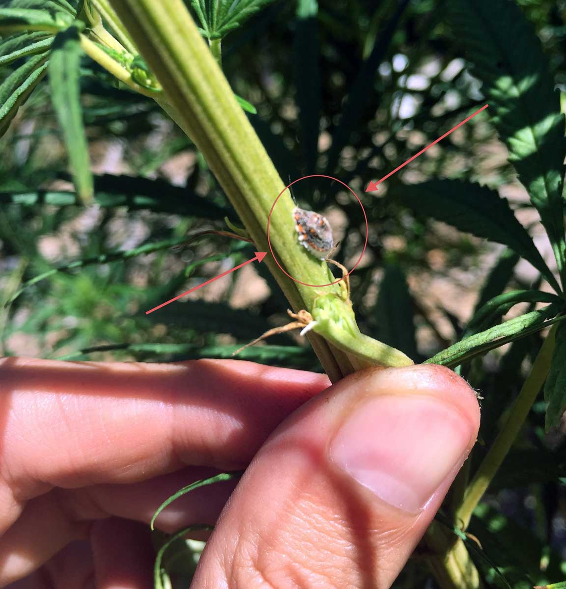 Get Rid of Barnacles &amp; Scales on Cannabis Grow Weed Easy