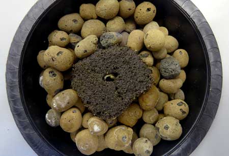 Marijuana seed with the root growing up above the Rapid Rooter instead of down