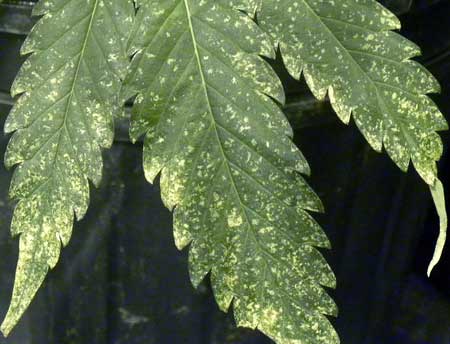 Close dos danos causados ​​​​pelo tripes nas folhas - as folhas de cannabis ficam com manchas de formato irregular onde quer que os tripes picem