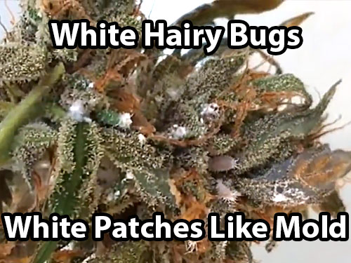 These mealybugs look like white hairy bugs on your cannabis, leaving white patches that look like mold or webbing