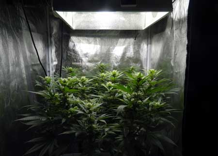 Raising up your grow lights is one way to help your cannabis plant recover from problems more quickly!