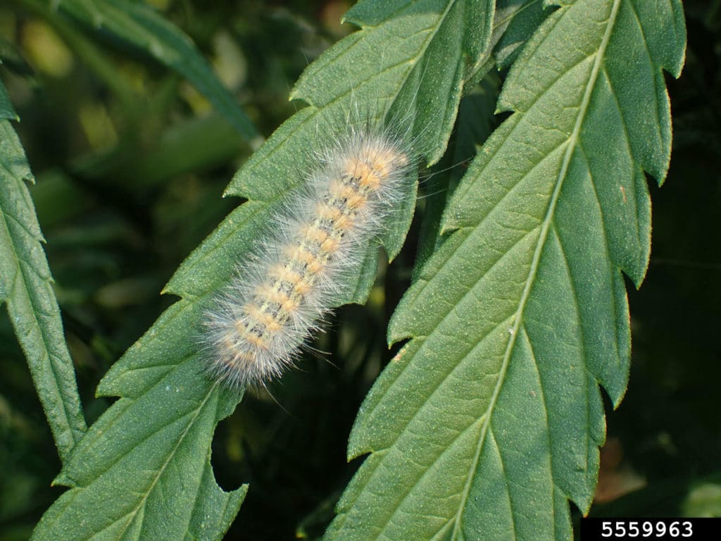 Caterpillars & Cannabis How to Identify & Get Rid of Bugs Quickly!