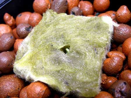 Seedling has sprouted upside down, with roots facing up!