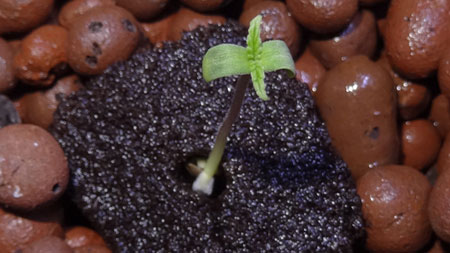 Example of a cannabis seedling in a Rapid Rooter opening its leaves