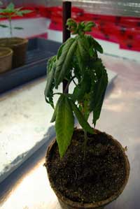 This sick, droopy cannabis plant could use a plant "tonic"!