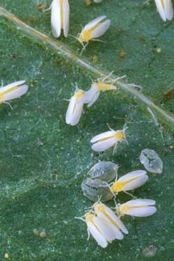 Silver leaf whiteflies and their gross round nymph young. These bugs are pests in the garden and will attack your cannabis plants!