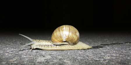 Slug and snails leave a silvery, almost wet seeming trail everywhere they go - this is a telltale sign that it's slugs or snails attacking your cannabis plant!