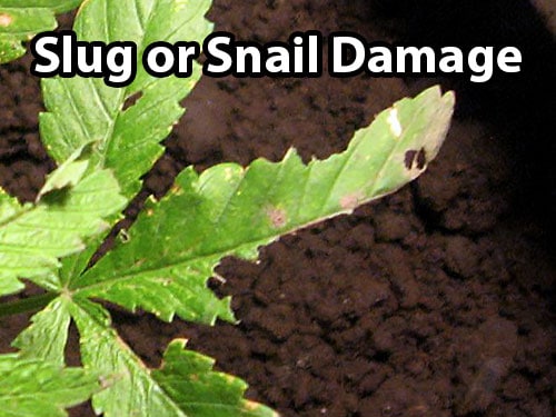 Slugs and snail damage on cannabis leaves looks like a bunch of bites were taken out of the leaf (which is what happened) often accompanied by a trail of slime