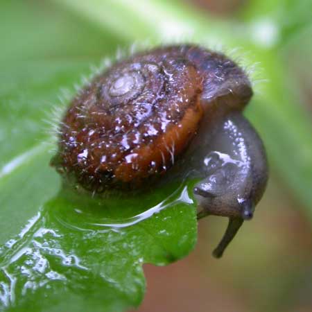 A snail eating a cannabis leaf - leave my plant alone!!!