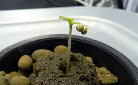 Example of cannabis seedling in the process of shedding its shell!