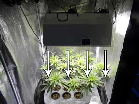 Tall, narrow hoods beam light directly down on your cannabis plants, providing extra penetration but reducing the light footprint