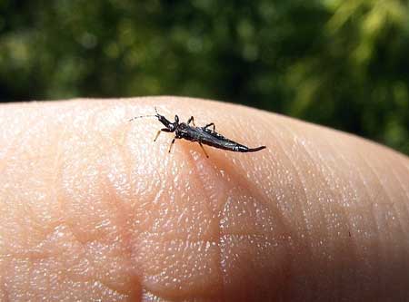 Cannabis thrip on finger for scale