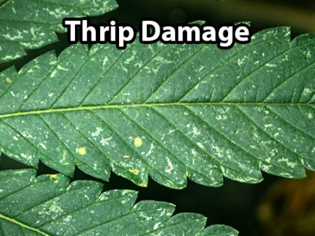 Thrip damage on cannabis leaves.