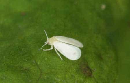 Cannabis leaf with a whitefly resting on it. White flies are cannabis pests that eat your leaves and leave spots.