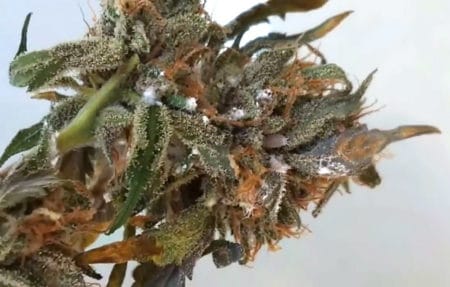White hairy mealybugs leaves white patches on your cannabis plants. You notice white fuzzy spots on the buds. Huh...