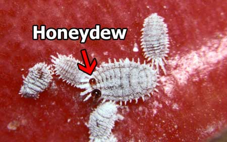 Mealybugs produce a sweet sap-like substance called honeydew