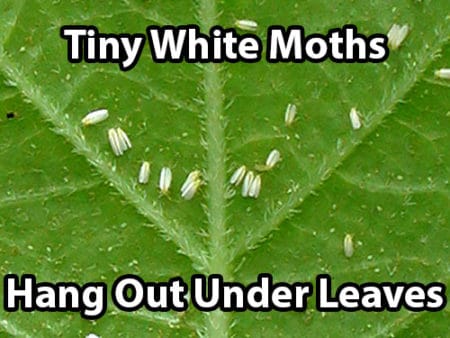 Whiteflies