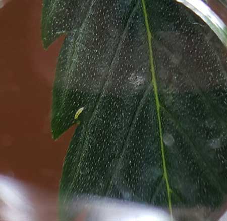 Esta ninfa redonda e minúscula em forma de verme em uma folha de cannabis é um sinal de tripes! Livre-se deles o mais rápido possível, antes que colonizem suas plantas!