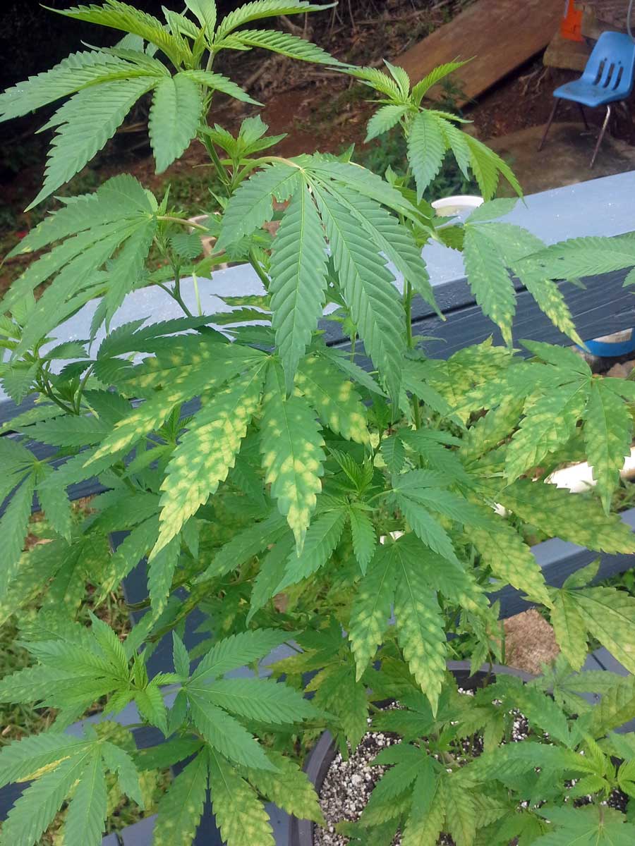 Yellow Leaf Spot (Leaf Septoria) & Cannabis - Get Rid of It Quickly!