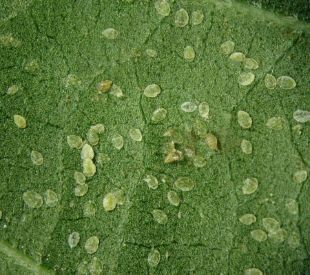 Young whitefly nymphs on the back of a cannabis leaf