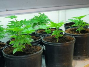 Give cannabis plants 18+ hours of light until they're 4 weeks old to maximize yields.