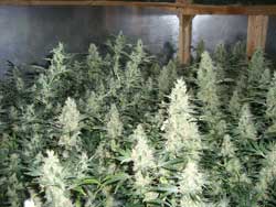 Choosing the right cannabis strain is the essential first step of growing short and bushy cannabis strains Choosing the right cannabis strain is the essential first step of growing short and bushy cannabis strains