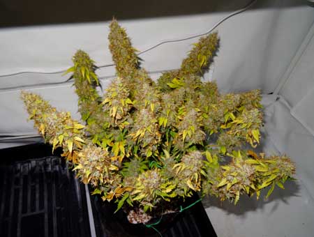 This auto Sour Diesel cannabis plant doesn't have many/any green leaves left, which means it's time to harvest!