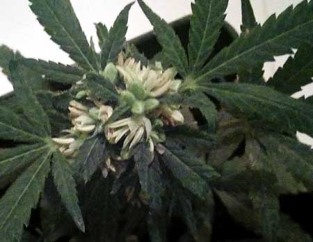 November 27 - Pollen sacs are opening up and spilling feminized pollen