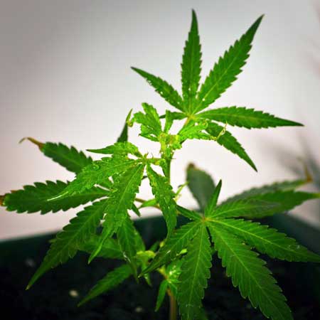 How to produce female cannabis seeds