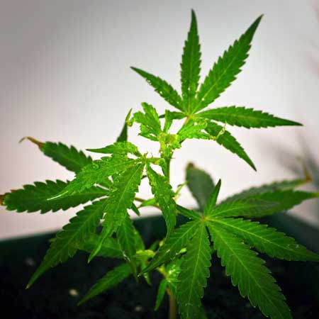 October 27 - Cannabis plant has been sprayed with colloidal silver daily in order to grow feminized pollen