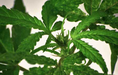 How to produce feminized cannabis seeds