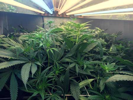 Cannabis plants being grown under a T5 grow light