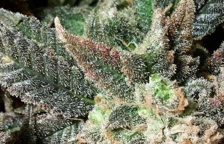 A closeup of trichomes on a cannabis plant - when deciding when to harvest, look at the trichomes on the buds, NOT the leaves 