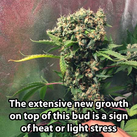 This bud has extensive new growth due to heat and light stress. When trying to figure out when to harvest a bud like this, look at the sides of the buds on older growth, not the newest stuff that has
just appeared