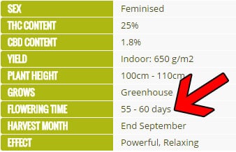 Example of estimated flowering time by a cannabis breeder